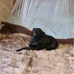 Фото №3 Брабансон черный и шоколадный