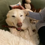 Фото №8 Собачка Луна в добрые руки