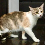 Фото №5 Трехцветная кошка Изюминка в добрые руки