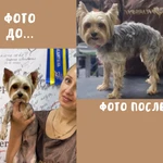 Фото №6 Грумер