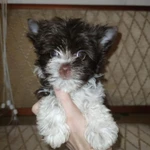 Фото №2 Щенки цветного йорка