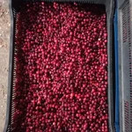 фото Клюква дикорастущая свежая и свежезамороженная