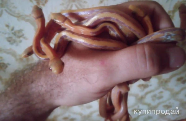 Фото Лучистый полоз (Coelognatus Radiata)