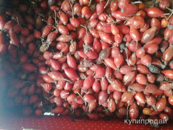 Фото Плоды шиповника свежего. Цены за 100 грамм.