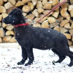 Фото №2 щенки немецкой овчарки