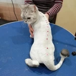 Фото №4 Стрижка кошек