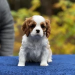 Фото №3 Шикарные породные девочки❤️