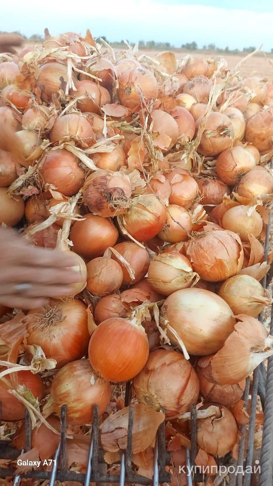Фото Лук репчатый манас оригинал лук стардас оригинал Кордай Казахстана