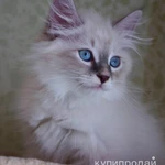 Фото №5 невские маскарадные котята для Вас (питомник)