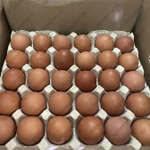 фото Яйцо куриное оптом