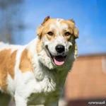 Фото №2 Халва в ответственные руки