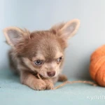 Фото №8 Малыши Чихуахуа