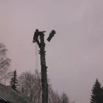 Фото №3 Спил деревьев любой сложности