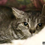 Фото №2 Миледи - метис британской кошечки, ищет дом.