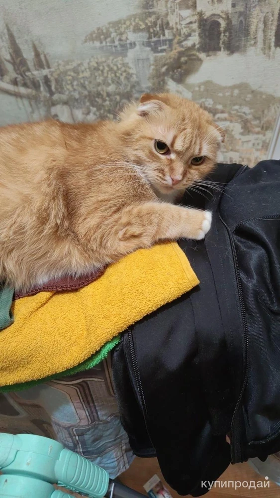 Фото Отдам кошку в добрые руки
