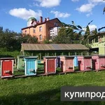 Фото №3 продам пчёл дорого (С-Петербург-Купчино)