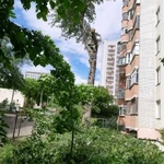 Фото №4 Спил дерева любой сложности расчиска