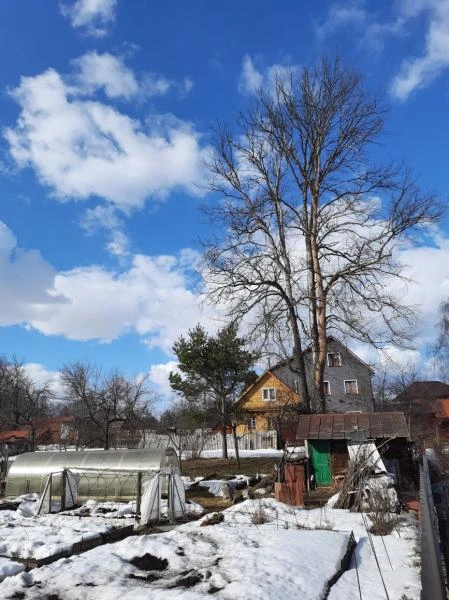 Фото Удаление Деревьев
