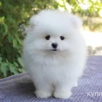 Фото №6 Померанский шпиц