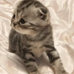 Фото №7 Шотландские котята♥️