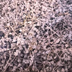 Фото №2 Лаванда Крымская пучки/россыпь.