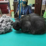 Фото №5 Профессиональная стрижка кошек и собак