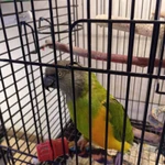 Фото №2 Сенегальский длиннокрылый попугай Райхенова.