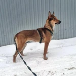 Фото №6 Молодые абсолютно домашние собачки Майра и Онда в добрые руки