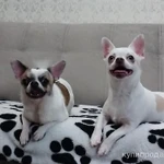 Фото №2 Чихуахуа