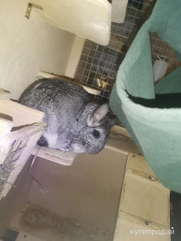 Фото Шиншилла