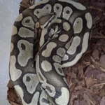 Фото №3 Королевский питон