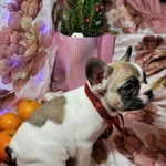 Французский бульдожек