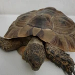 Фото №5 Черепаха Средиземноморская большая