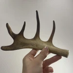 Фото №3 Рага молодого оленя