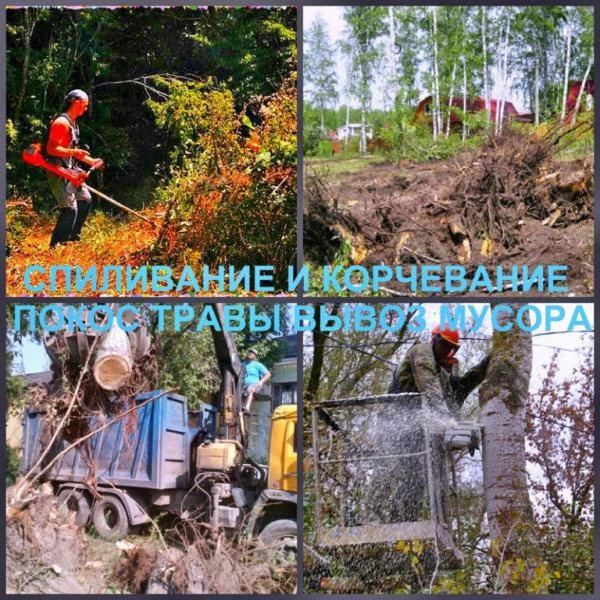 Фото Валка деревьев и расчистка заросших участков