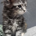 Фото №2 Мейн-кун