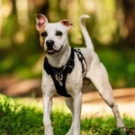 Фото №4 Красивый пёс Дарий в добрые руки.