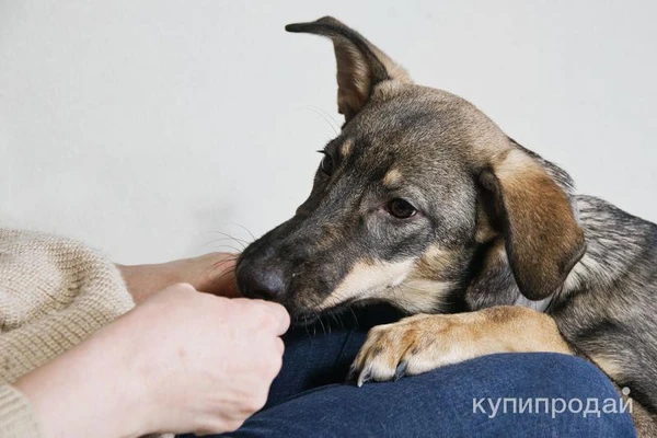 Фото Пристраивается в надёжную, ответственную семью щенок Пальма.