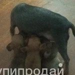 Фото №3 Продам щенков.