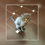 Фото №5 Стрижка кошек, экспресслинька