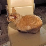 Фото №3 Муха, домашняя кошечка породы корниш-рекс ищет дом