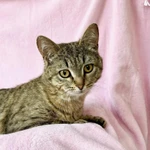 Фото №7 Хома - кот, который делает погоду в доме! В добрые руки