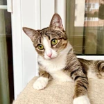 Фото №6 Полосатая кошечка Молли в добрые руки