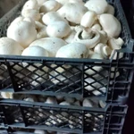 Фото №4 Грибы шампиньоны