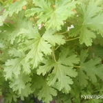 фото Герань душистая