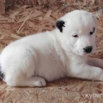 Фото №6 САО