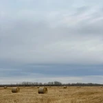 Фото №4 Солома ячменная в рулонах