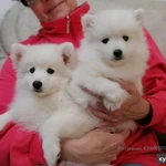 Фото №2 Щенки белоснежного японского шпица