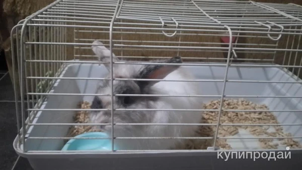 Фото Декоративные кролики