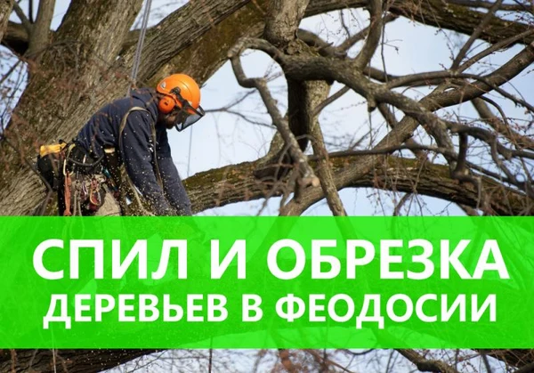 Фото Спил и обрезка деревьев